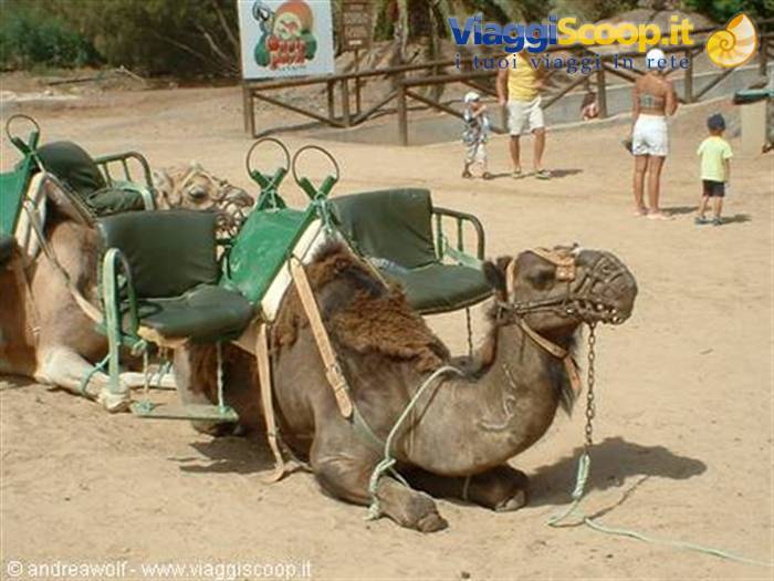 Out on the camel