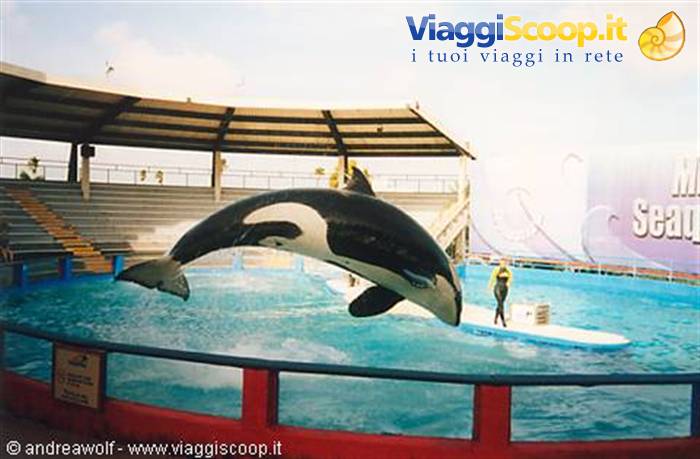 Killer Whale show at the Miami Seaquarium on Key Biscayne