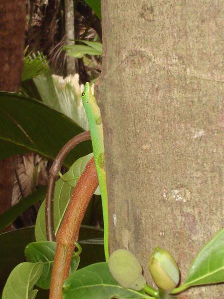 Green gecko climbing on smooth tree trunk among tropical leaves