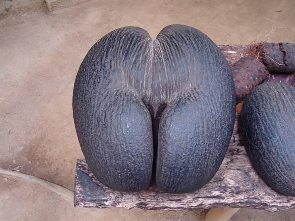 The large coco de mer fruit resting on a rough wooden log