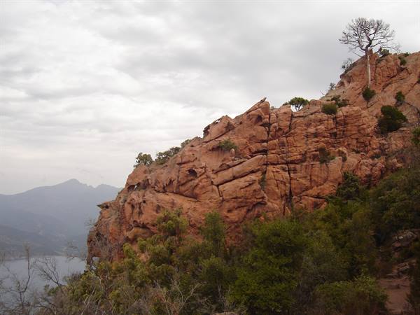 Red granite rocks and lone pine tree above the sea, Calanques de Piana