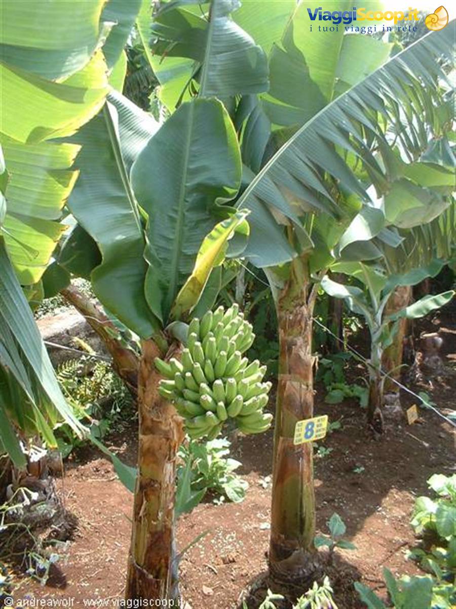 El Guanche banana plantation