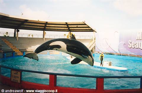 Orca leaping at SeaWorld show pool, trainer standing by