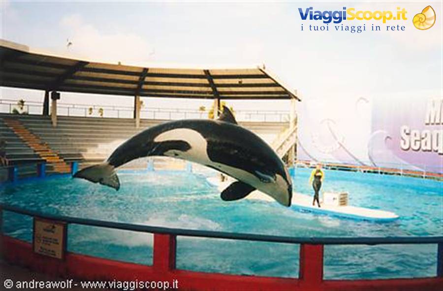 Orca leaping at SeaWorld show pool, trainer standing by