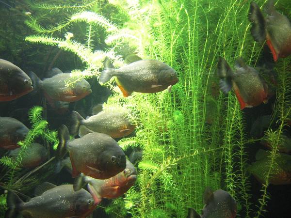 Piranha