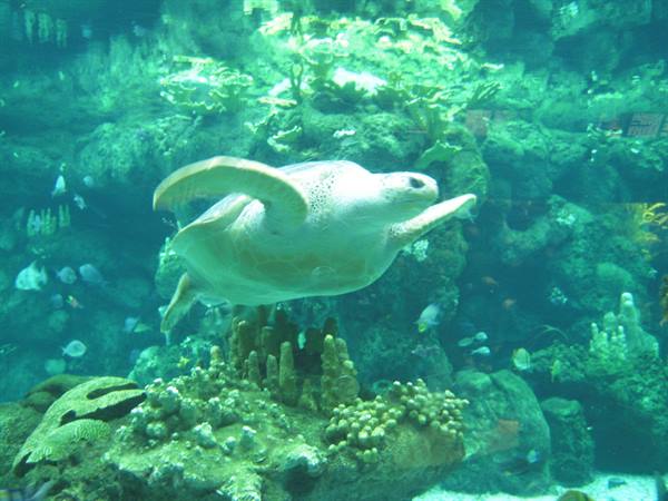 Sea turtle