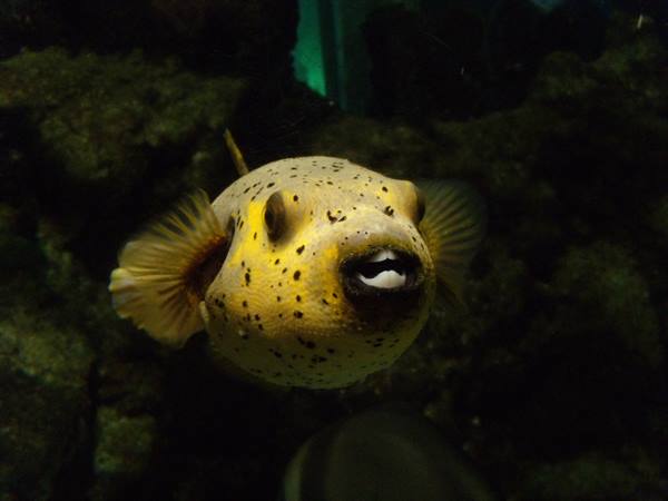 Spotted yellow pufferfish swims among dark rocks in tank