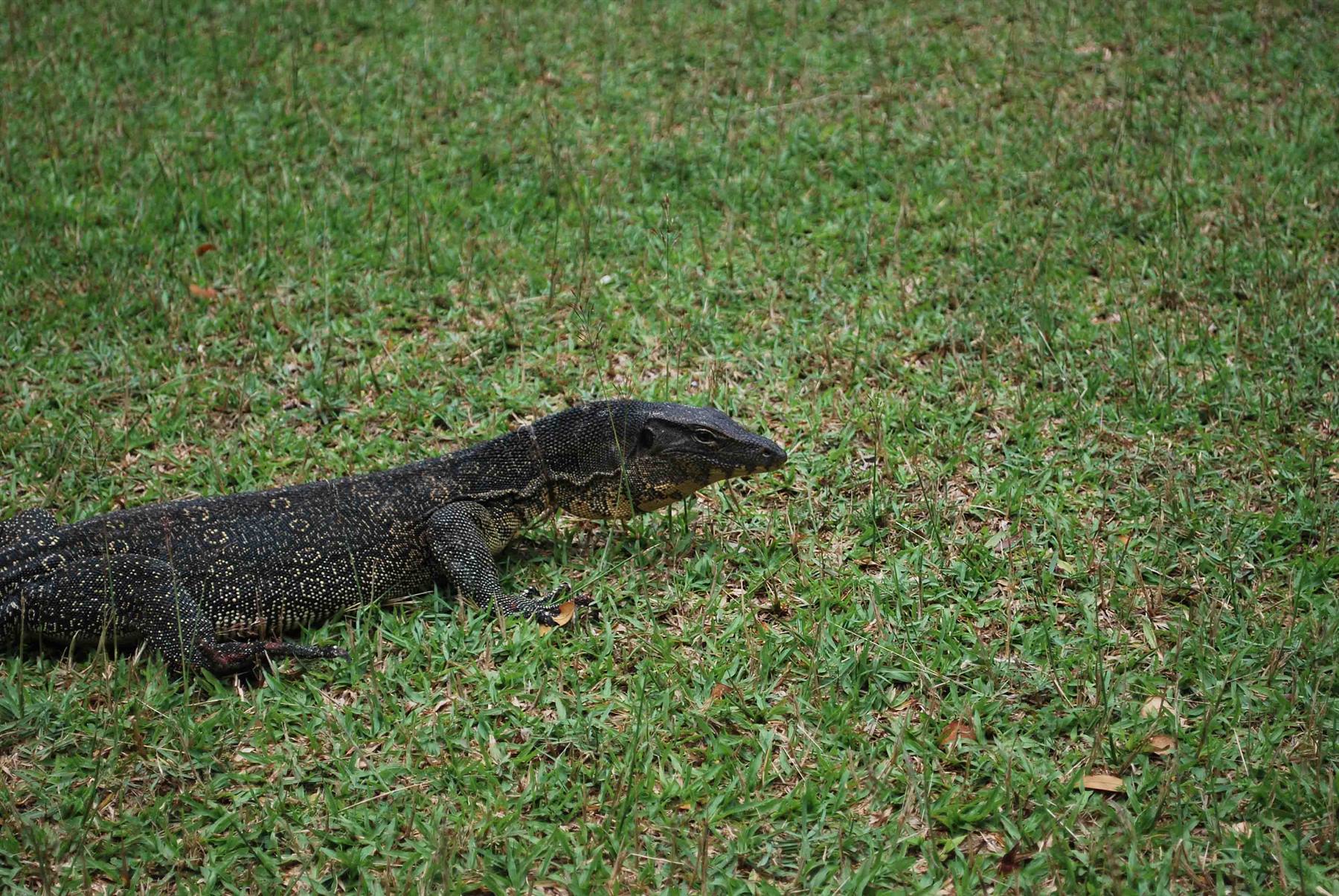 Example of a monitor lizard