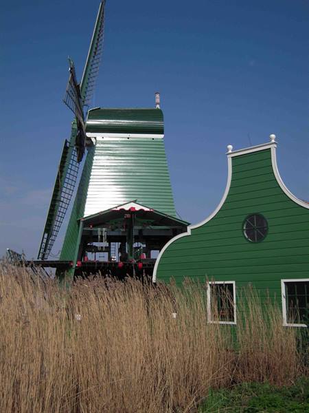 Green wooden windmill behind dry reeds under blue sky, Zaanse Schans