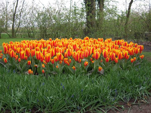 Bed of orange and red tulips among leafy trees in Keukenhof