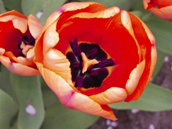 Open orange tulip with purple stamens, sunlight among green leaves