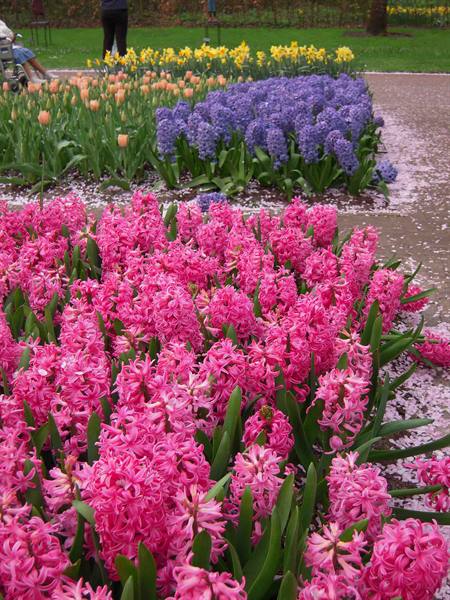 Beds of pink and blue hyacinths with tulips in a flower park