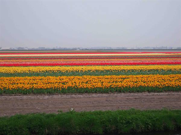 Rows of red, yellow and pink tulips blooming under a grey sky