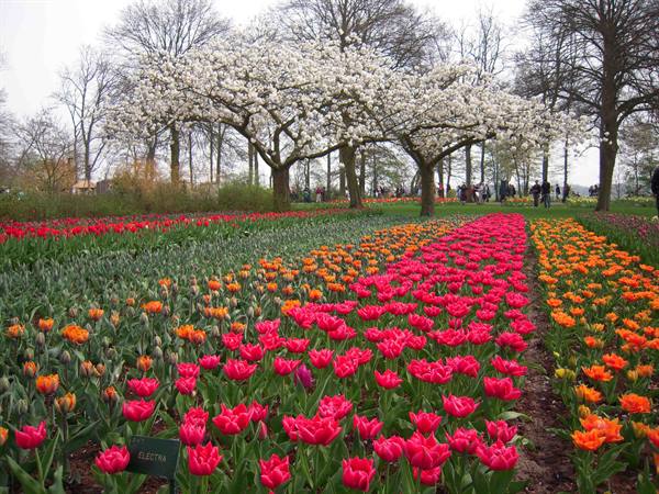 Pink and orange tulip beds blooming under white blossom trees, visitors walking between rows