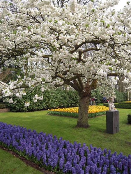 White blossoming cherry tree among blue hyacinths and yellow tulips, Keukenhof