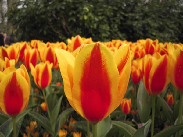 Yellow and red tulips blooming among green foliage, soft light