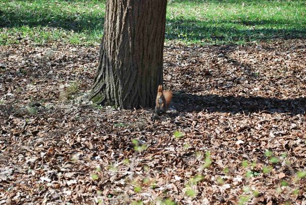 Squirrels in the park