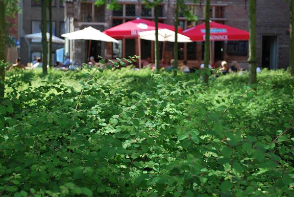 Green bushes in front, red Dominick bar umbrellas and terrace behind