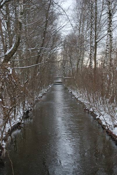 Winter canal between snowy birch trees in Berlin