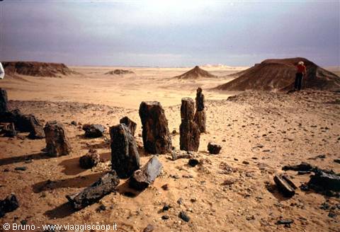 Petrified forest