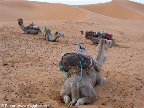 Dromedaries at the Obera Oasis