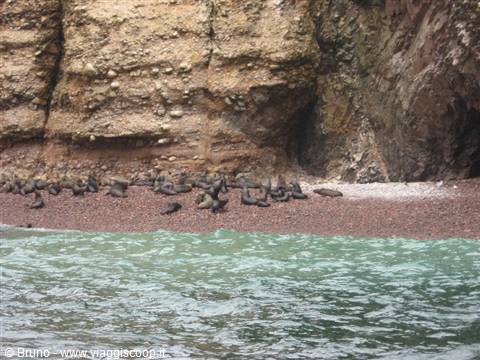 Sea lions at the Ballestas islands