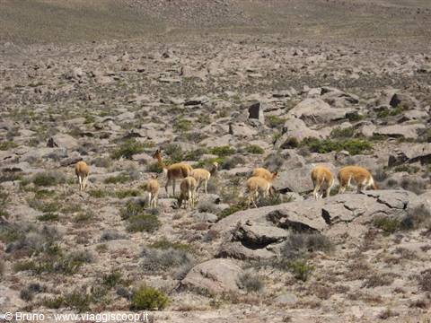 Llama near the Colca Canyon