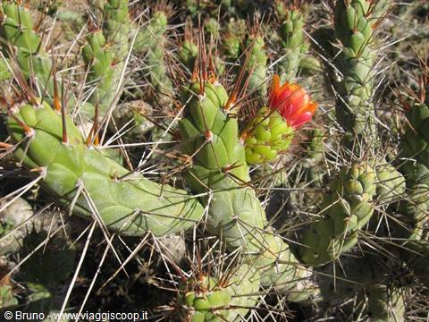 Flowering cactus at the Colca Canyon