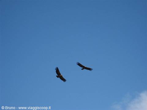 Condor in flight in the Colca Canyon