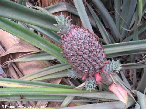 Trek in the amazon jungle - Pineapple plant
