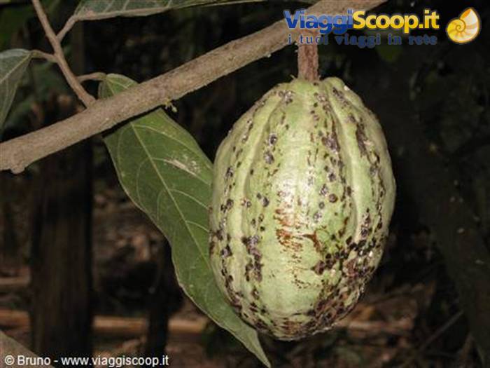 Trek in the amazon jungle - Mango fruit