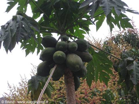 Trek in the amazon jungle - Papaya plant
