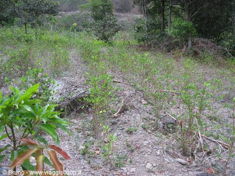 Trek in the amazon jungle - Coca cultivation