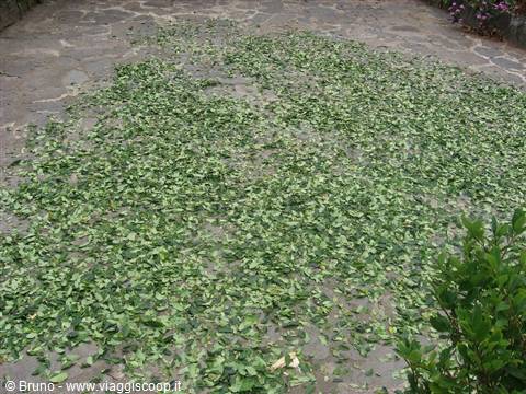 Trek in the amazon jungle - Coca leaves laid out to dry