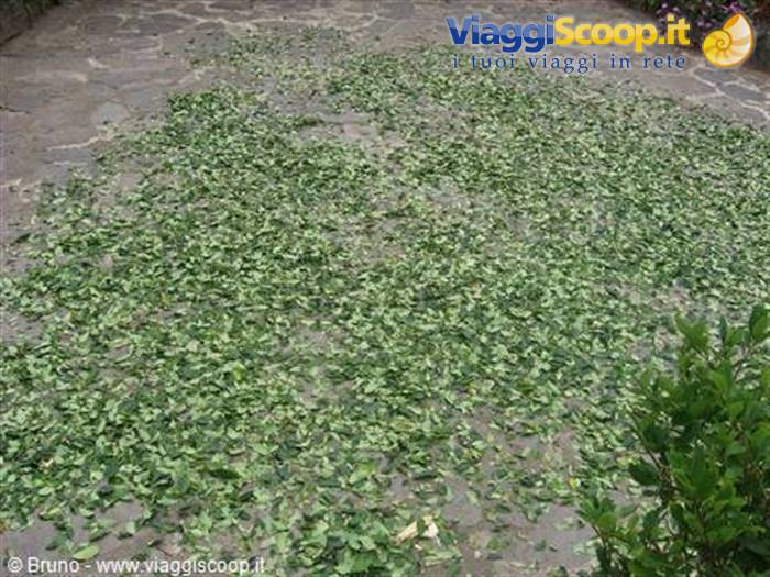 Trek in the amazon jungle - Coca leaves laid out to dry