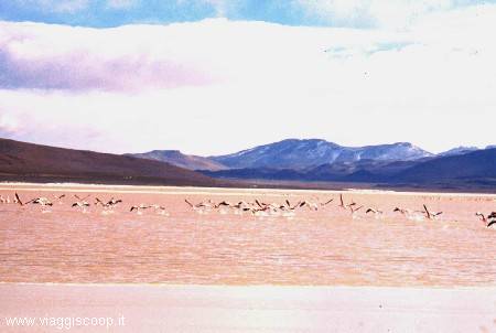 Flamingos at the Laguna Colorada