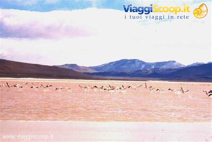 Flamingos at the Laguna Colorada