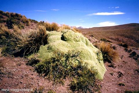 Lichens on the Bolivian highlands