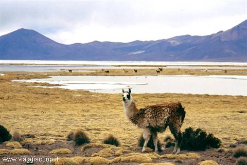 Llama at the Laguna Cerro Vinto