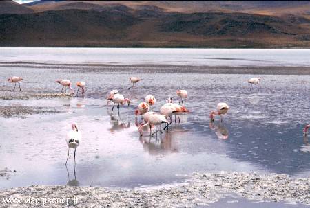 Flamingos at the Laguna Hedionda Nord