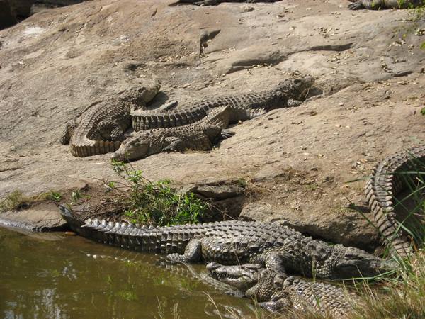 Crocodiles