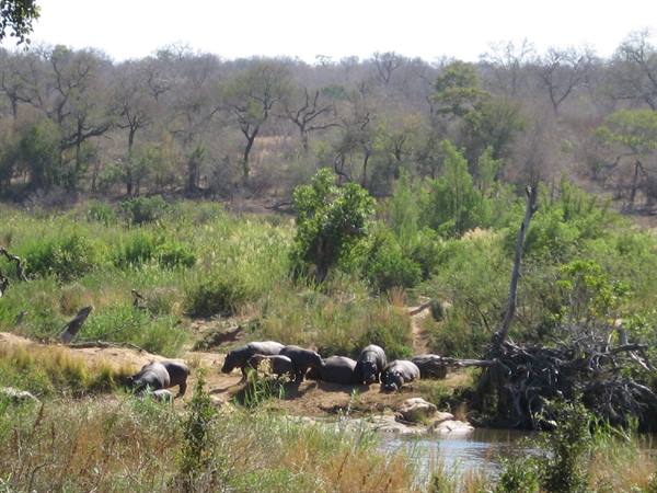 Kruger Park - Hippos