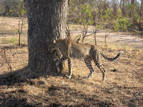 Kruger Park - Cheetah