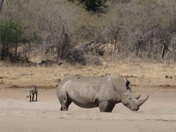 Kruger Park - Rhinoceros