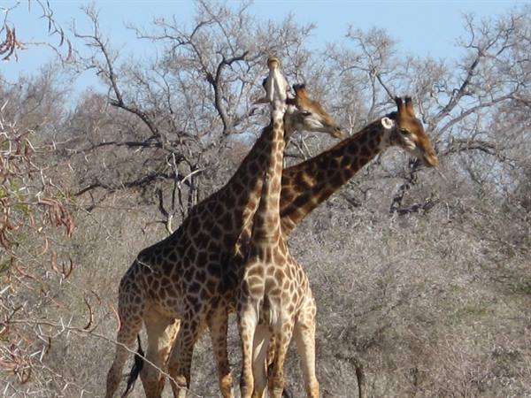 Kruger Park - Giraffes