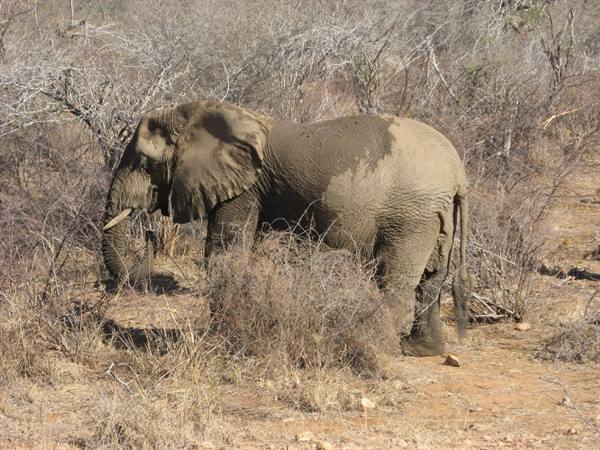 Kruger Park - Elephant