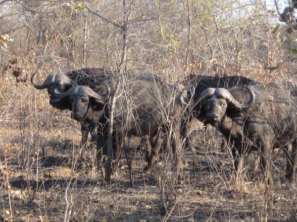 Kruger Park - Buffalo