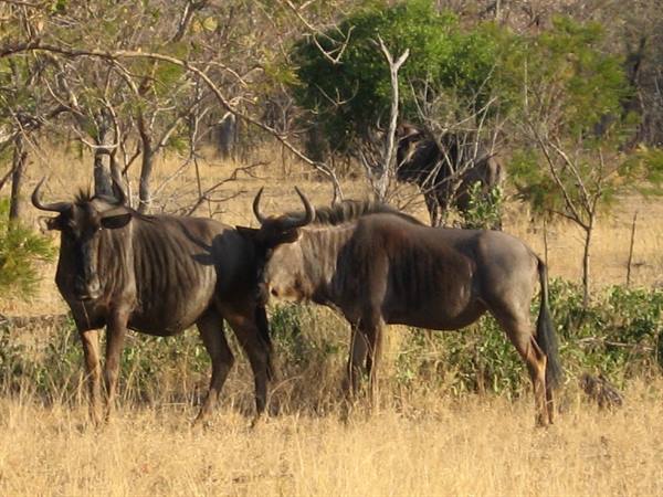 Kruger Park - Wildebeest