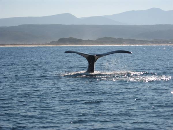 Tsitsikamma National Park - Whale