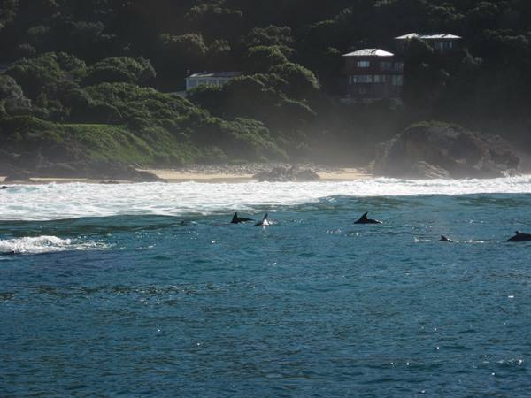 Tsitsikamma National Park - Dolphins